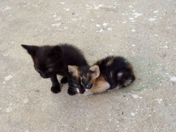 Adorable Kittens