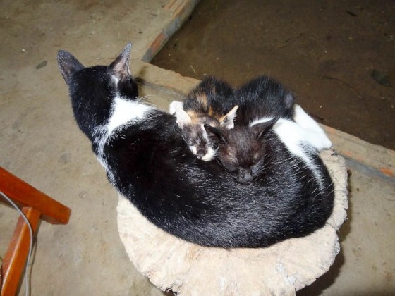 Adorable Kittens
