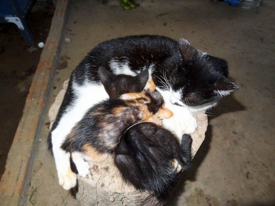 Adorable Kittens