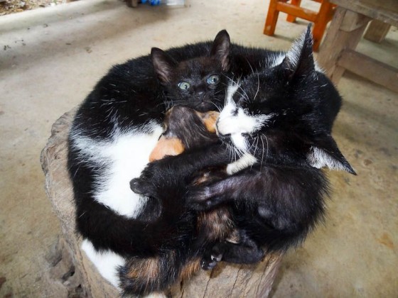 Adorable Kittens