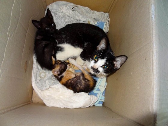 Adorable Kittens