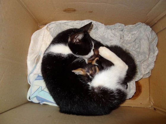 Adorable Kittens