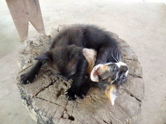 Adorable Kittens