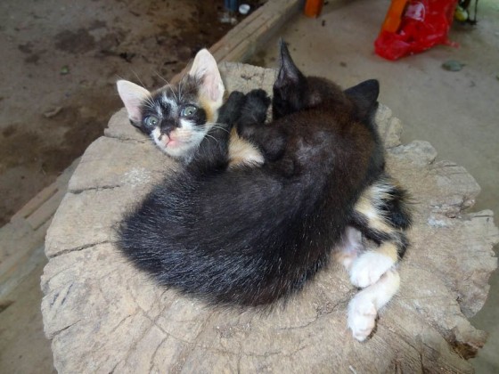 Adorable Kittens