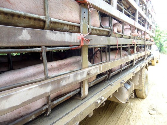 Almost Got Stuck Next To A Pig Truck