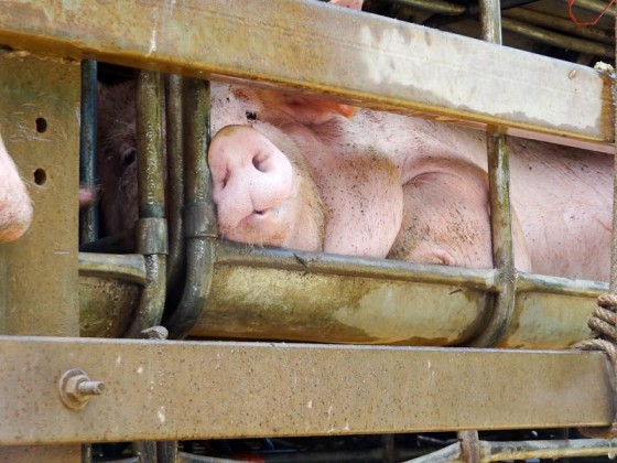 Almost Got Stuck Next To A Pig Truck