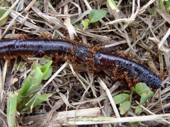 Ants Eating A Worm