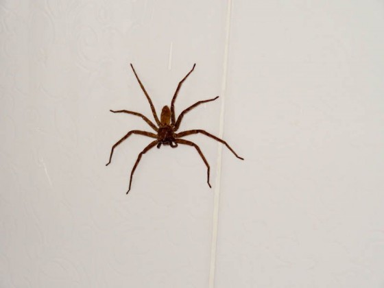 Biggest Spider I've Ever Seen