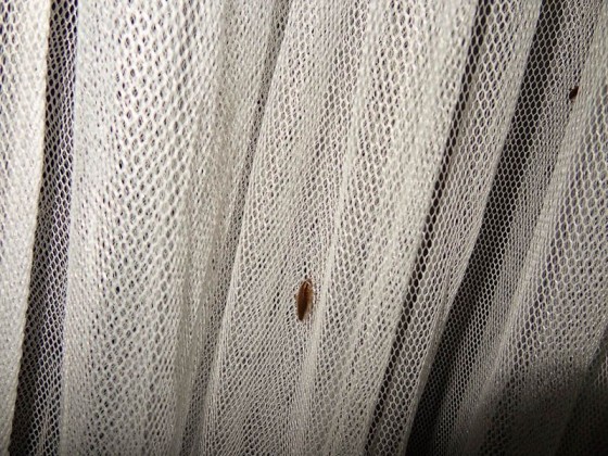 Bugs On My Mosquito Net