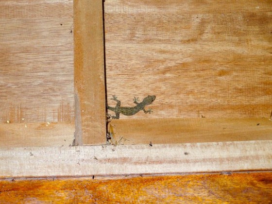 Gecko