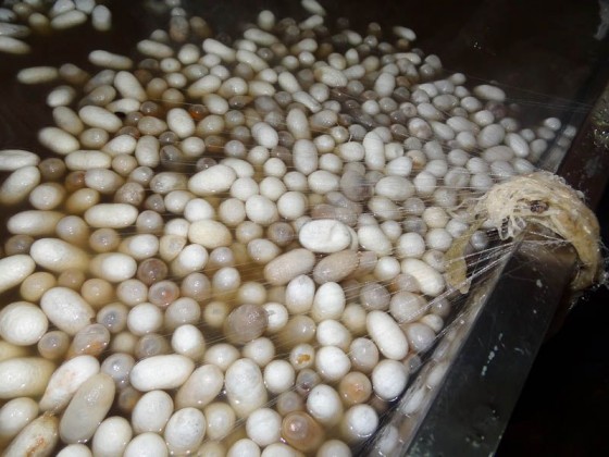 Boiling The Silk