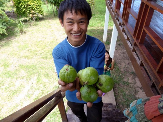 Didi's House - Fresh Guava!