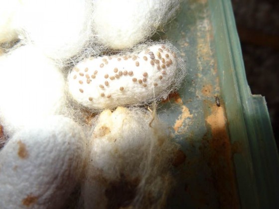 Eggs