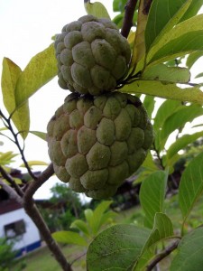 Exotic Fruit - Custard Apple