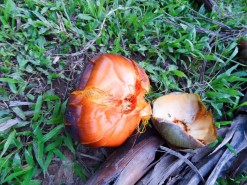Exotic Fruit - Strange Coconut