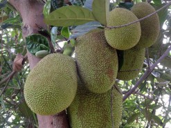 Exotic Fruit - Jackfruit