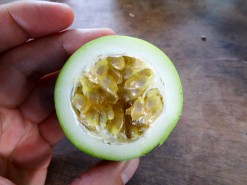 Exotic Fruit