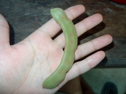 Exotic Fruit - Tamarind