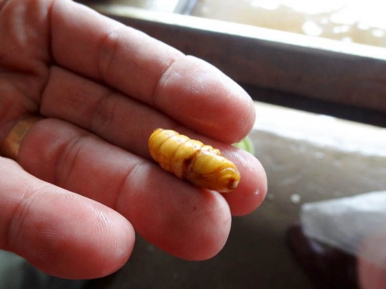 Larvae