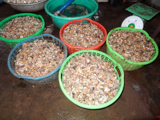 Larvae Headed To The Market To Be Bought And Eaten