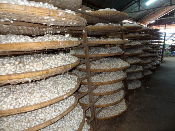 Lots Of Larvae Making Silk