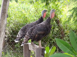 My Neighbors