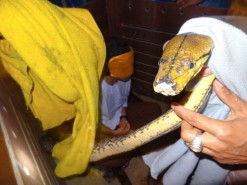 The Snake's Head