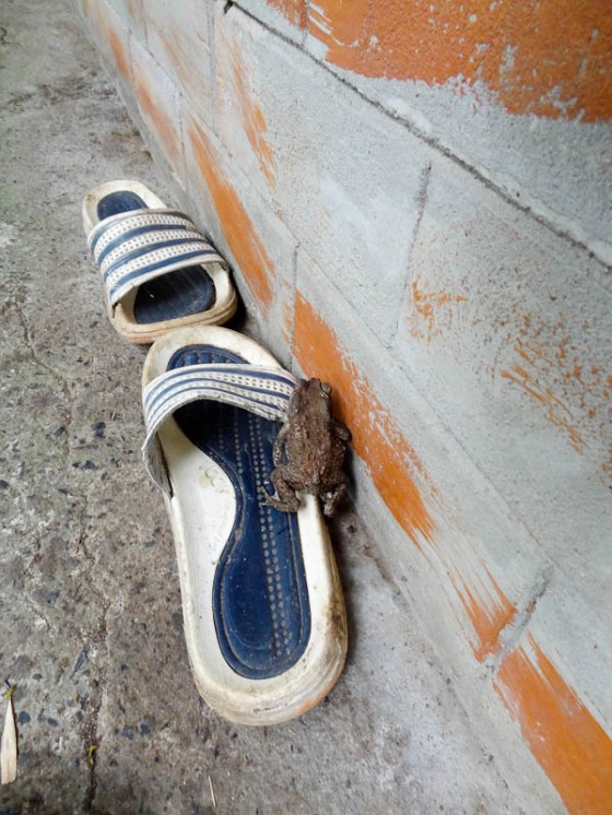 A Frog