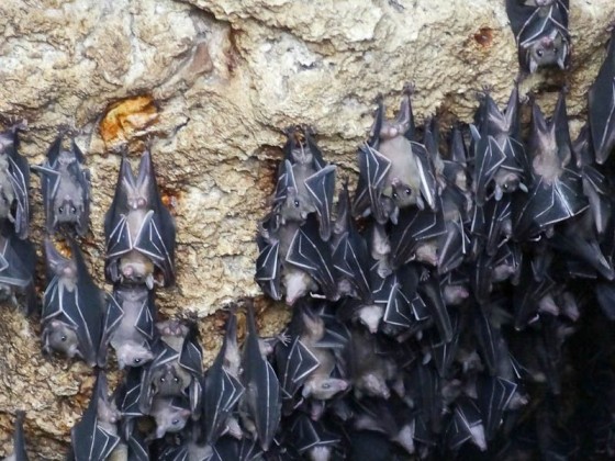 Bats (2)