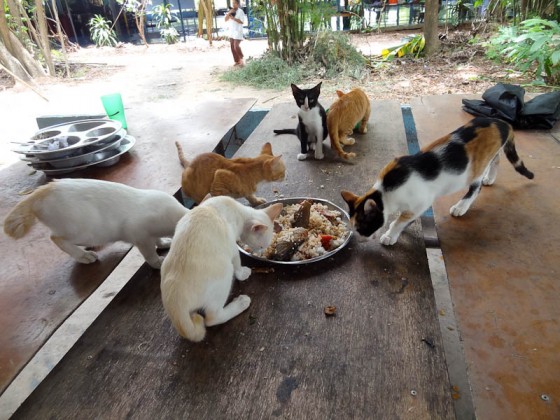 Cats Eating Leftovers