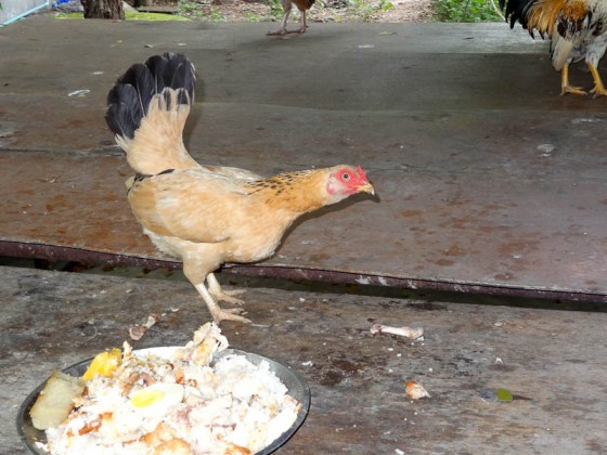 Chicken
