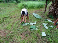 Collecting Banana Leaves Collecting Banana Leaves