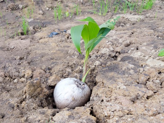 Future Palm Tree