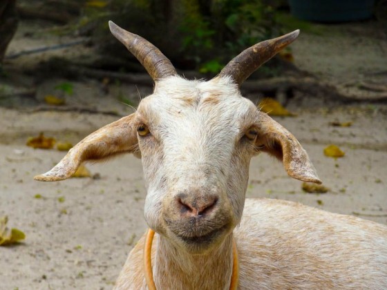 Goats (1)