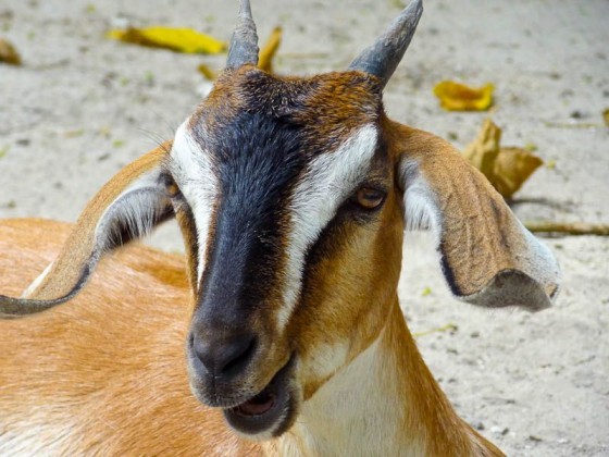 Goats (2)