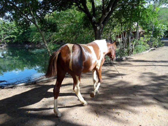 Horse