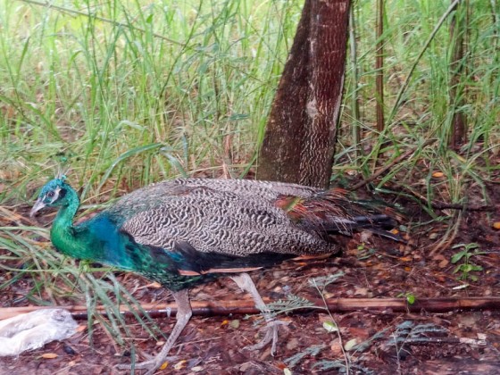 Peacock