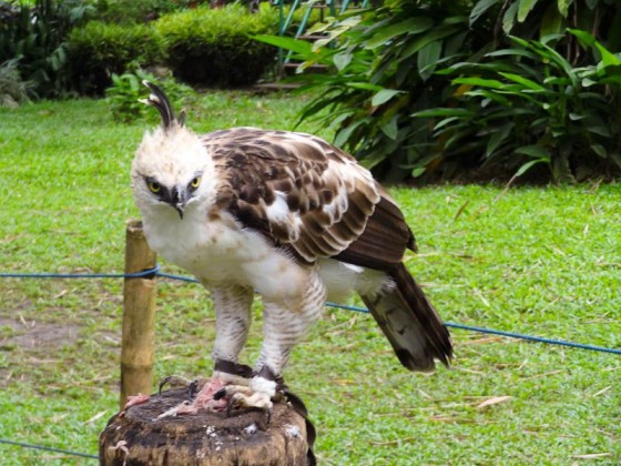 Philippine eagle