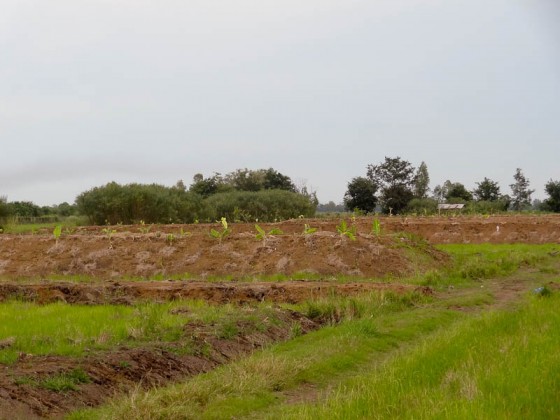 The Farm
