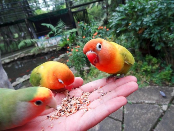 birds eating out of my hand