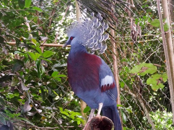cockatoo