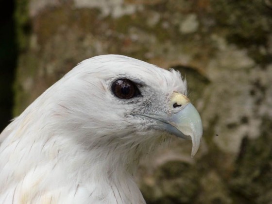 eagle face
