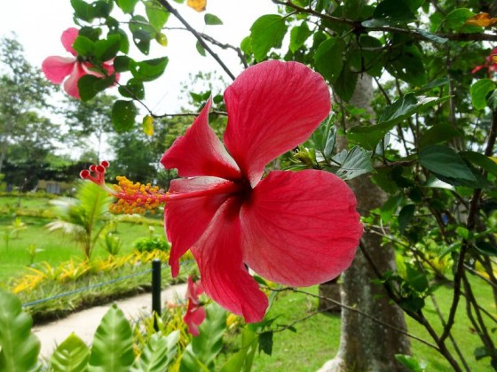 flower