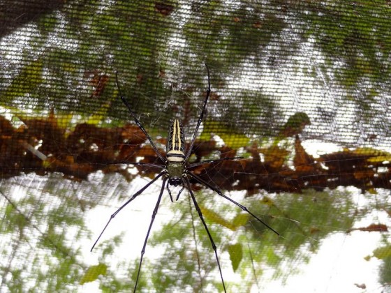 huge spider