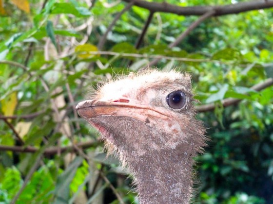 ostrich face
