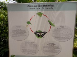 Butterfly Life-cycle 