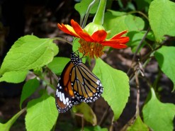A Beautiful Cambodian Butterfly