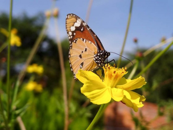 Butterflies