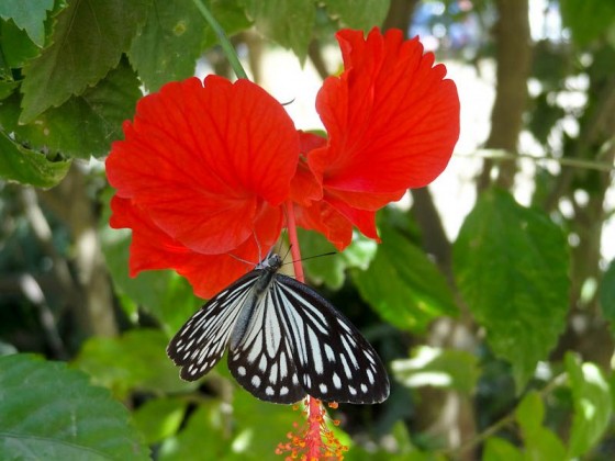 Butterflies