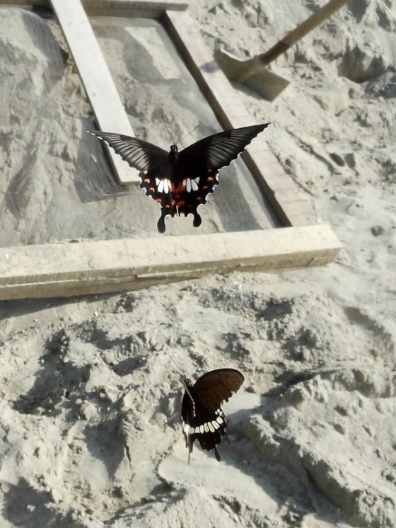 Butterflies